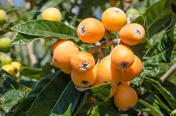 🍑 枇杷：潤喉養生的黃金果實 🍑