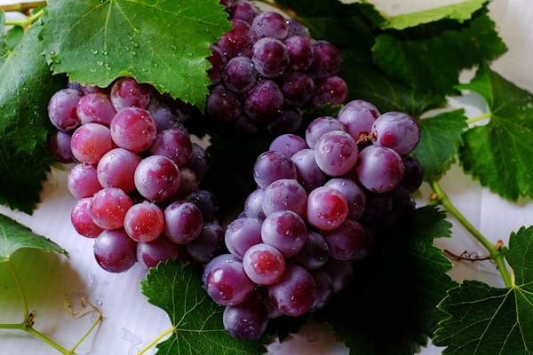 🍇 葡萄：多汁香甜的天然抗氧化聖品 🍇