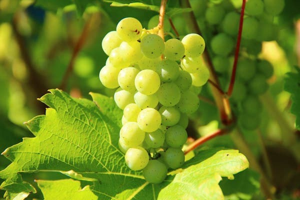 🌿🍇 綠葡萄：酸甜清爽的營養寶石 🍇🌿