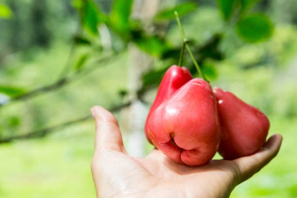 🍒 蓮霧：清脆多汁的熱帶寶石 🍒